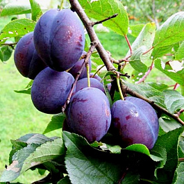 Слива домашняя Венгерка Корнеевская Слива домашняя Венгерка Корнеевская