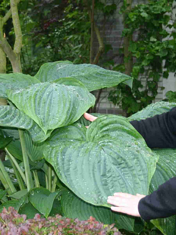 Хоста Empress Wu