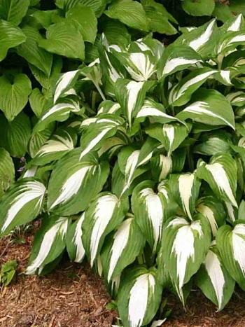 Хоста Night Before Christmas