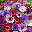 Анемона The Caen Mixed