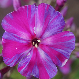 Флокс метельчатый Отем Джой НАБОР 2ШТ (1+1)