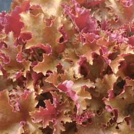 Гейхера September Morn