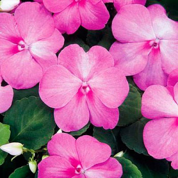 Бальзамин Баланс Пинк