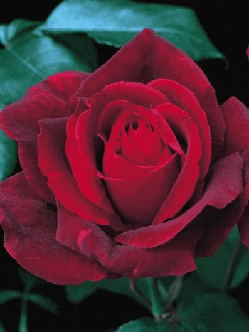 Роза чайно-гибридная Mister Lincoln