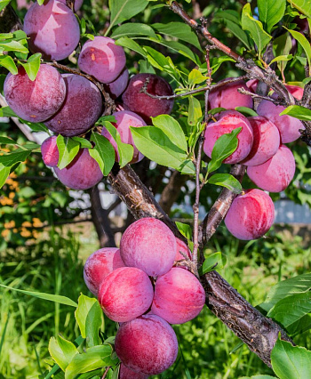 Слива Сувенир Востока