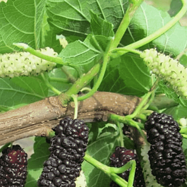 Шелковица черная Illinois Everbearing