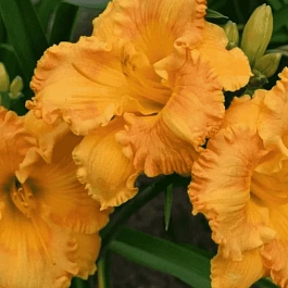 Лилейник Orange Nassau