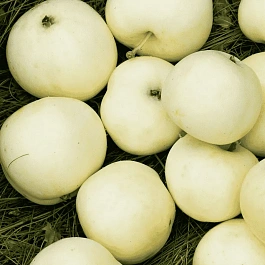 Яблоня  Белый налив