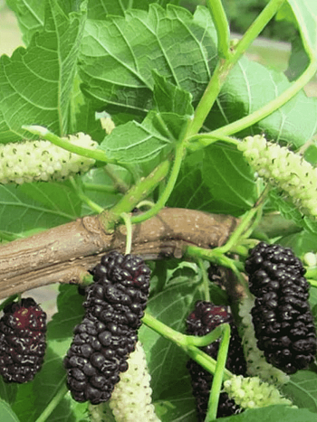 Шелковица черная Illinois Everbearing