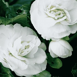 Бегония White