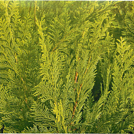 Кипарисовик Лавсона Columnaris