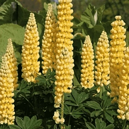 Люпин многолистный Chandelier