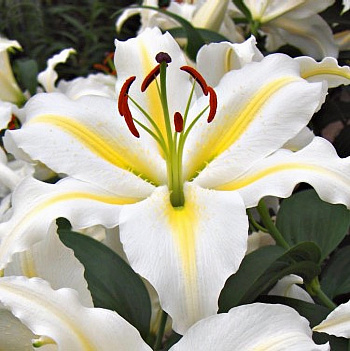 Лилия восточная Легенда