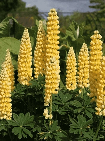 Люпин многолистный Chandelier