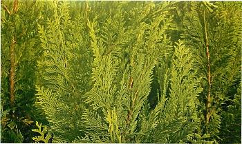 Кипарисовик Лавсона Columnaris