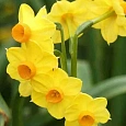 Нарцисс Grand soleil D'or