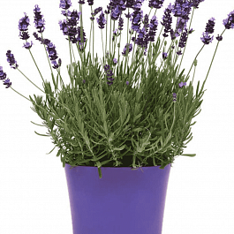 Лаванда  Avignon Early Blue