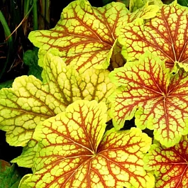 Гейхера Electra