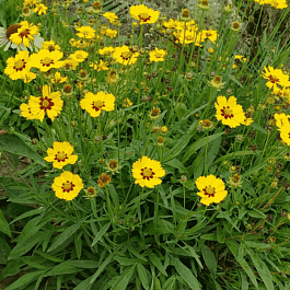 Кореопсис крупноцветковый Sterntaler