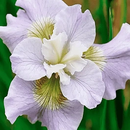 Ирис сибирский Dawn Waltz