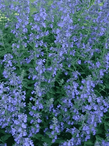 Котовник Фассена Blue Wonder