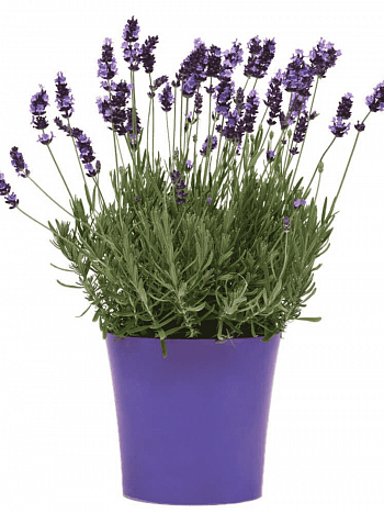 Лаванда  Avignon Early Blue