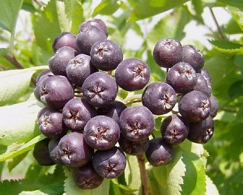 Сорбарония Мичурина