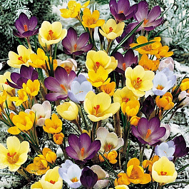Крокус ботанический смесь окрасок