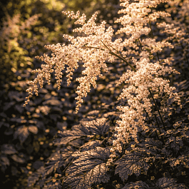 Астильба китайская Chocolate Shogun