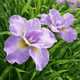 Ирис сибирский Kita-No-Seiza