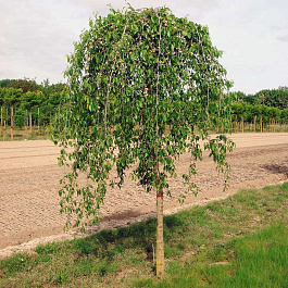 Вяз плакучий Мауро