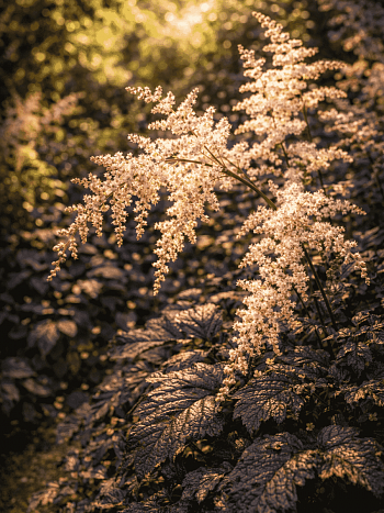 Астильба китайская Chocolate Shogun