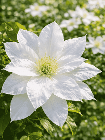 Клематис гибридный Isago