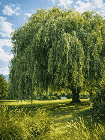 Ива гибридная Идеал