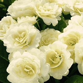 Примула гибридная Vanilla Cream