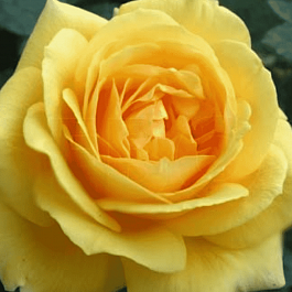 Роза чайно-гибридная Glorious