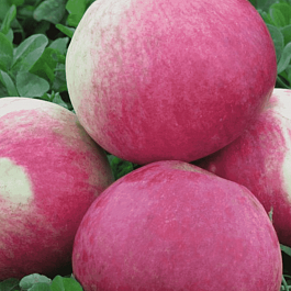 Яблоня Мелба