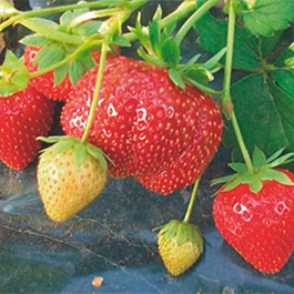 Земляника садовая Мармолада Земляника садовая Мармолада