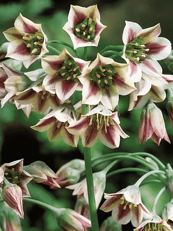 Лук декоративный  Nectaroscordum Siculum