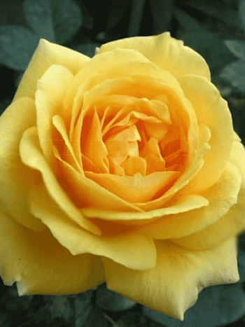 Роза чайно-гибридная Glorious