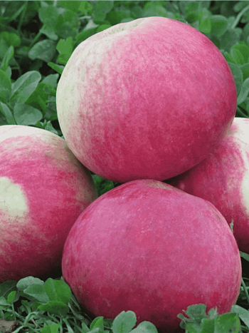 Яблоня Мелба