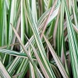 Фалярис тростниковый Feesey's Form
