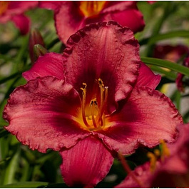 Лилейник гибридный Джаз Данс