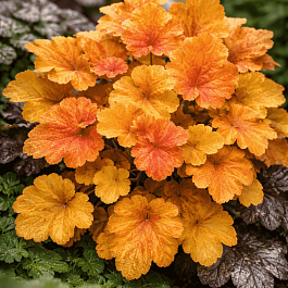 Гейхера Christa