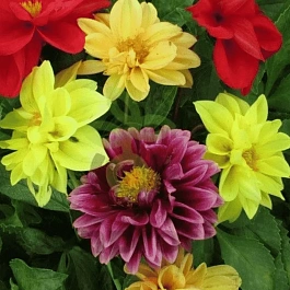 Георгина гибридная Figaro Mix