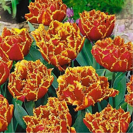 Тюльпан бахромчатый Фриндж Бьюти