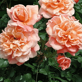 Роза Плетистая Aloha