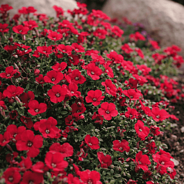 Аубриета Florado Red