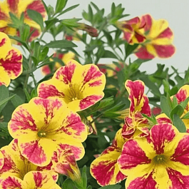 Калибрахоа Neo Summer Joy