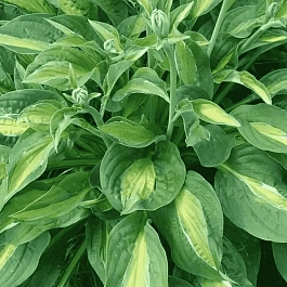 Хоста Striptease